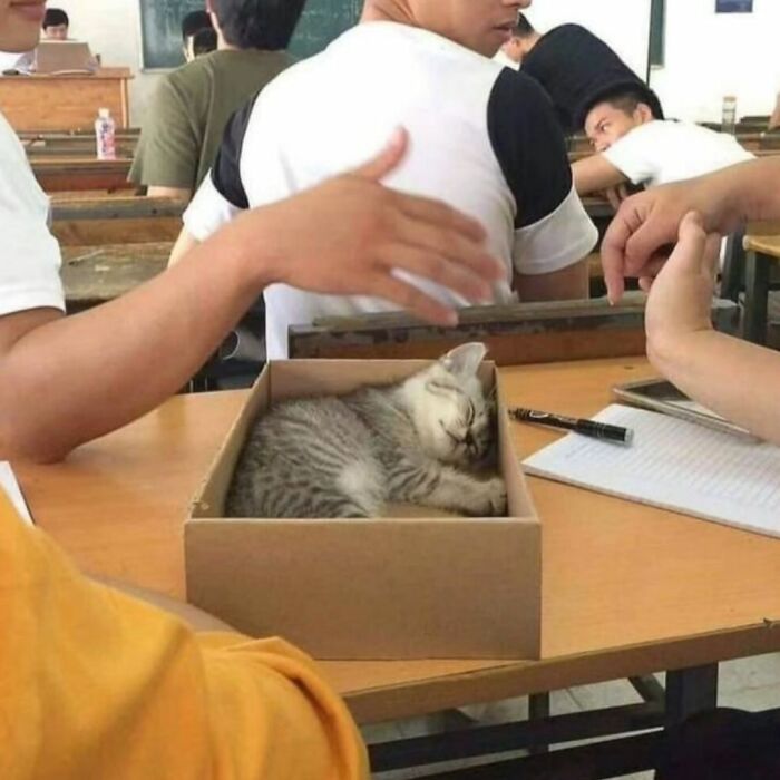 40 Adorable Cat Photos That Are Guaranteed To Melt Your Stress Away (New Pics)