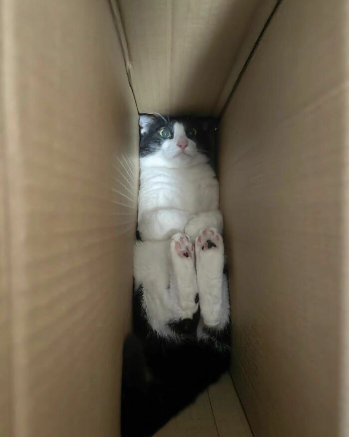 40 Adorable Cat Photos That Are Guaranteed To Melt Your Stress Away (New Pics)