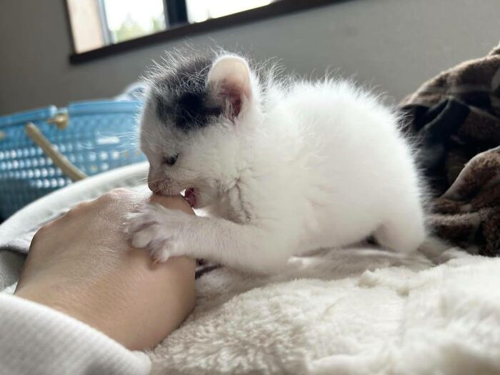 40 Adorable Cat Photos That Are Guaranteed To Melt Your Stress Away (New Pics)