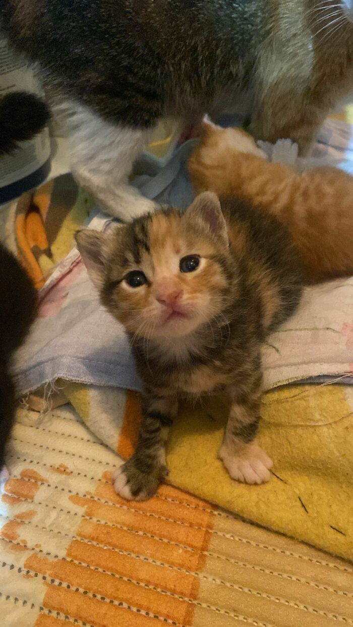 40 Adorable Cat Photos That Are Guaranteed To Melt Your Stress Away (New Pics)