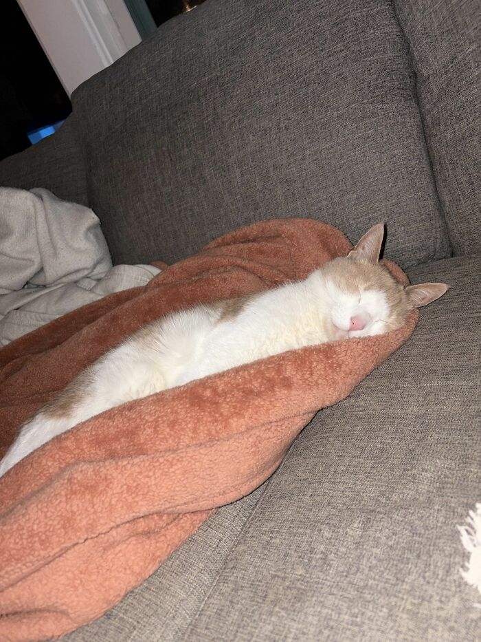40 Adorable Cat Photos That Are Guaranteed To Melt Your Stress Away (New Pics)