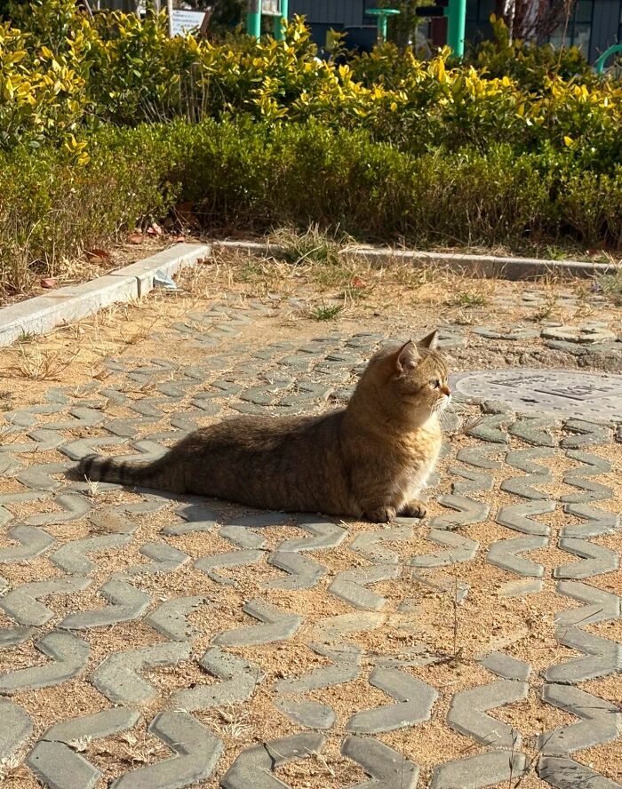 40 Adorable Cat Photos That Are Guaranteed To Melt Your Stress Away (New Pics)
