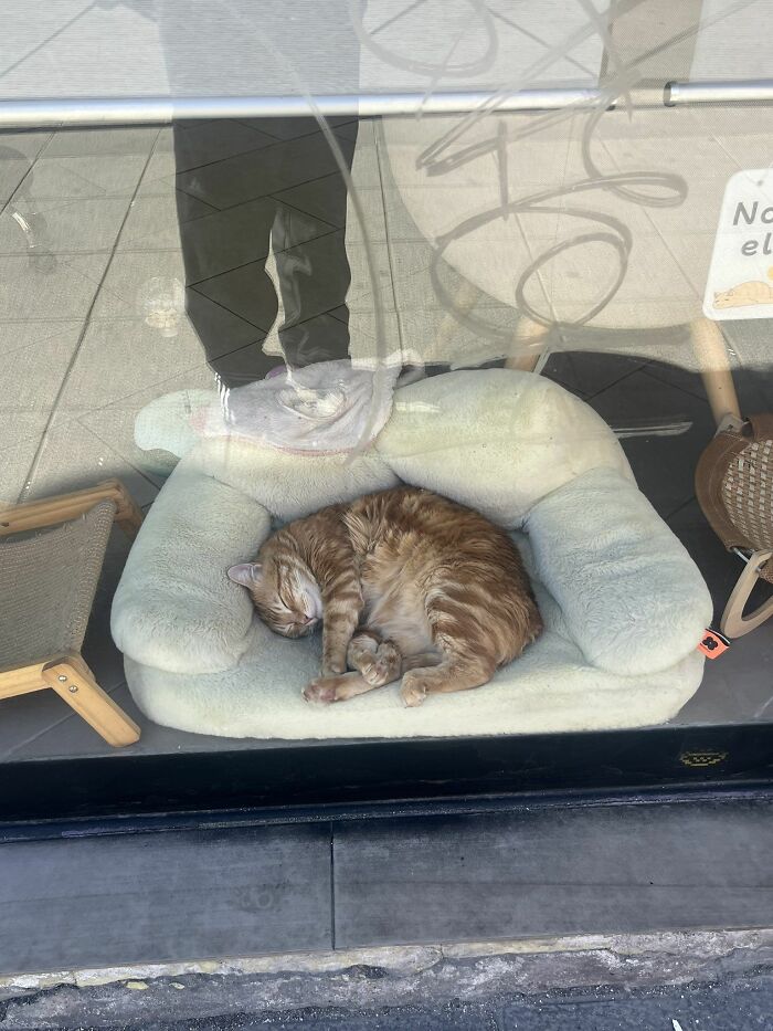 40 Adorable Cat Photos That Are Guaranteed To Melt Your Stress Away (New Pics)