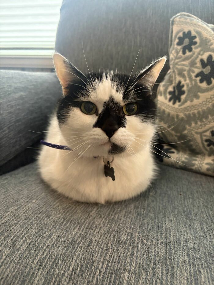 40 Adorable Cat Photos That Are Guaranteed To Melt Your Stress Away (New Pics)