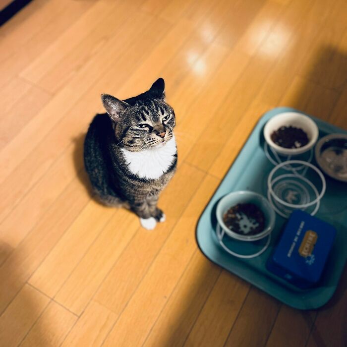 40 Adorable Cat Photos That Are Guaranteed To Melt Your Stress Away (New Pics)