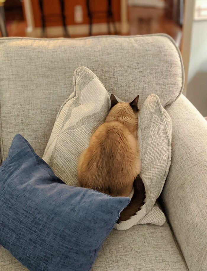 40 Adorable Cat Photos That Are Guaranteed To Melt Your Stress Away (New Pics)