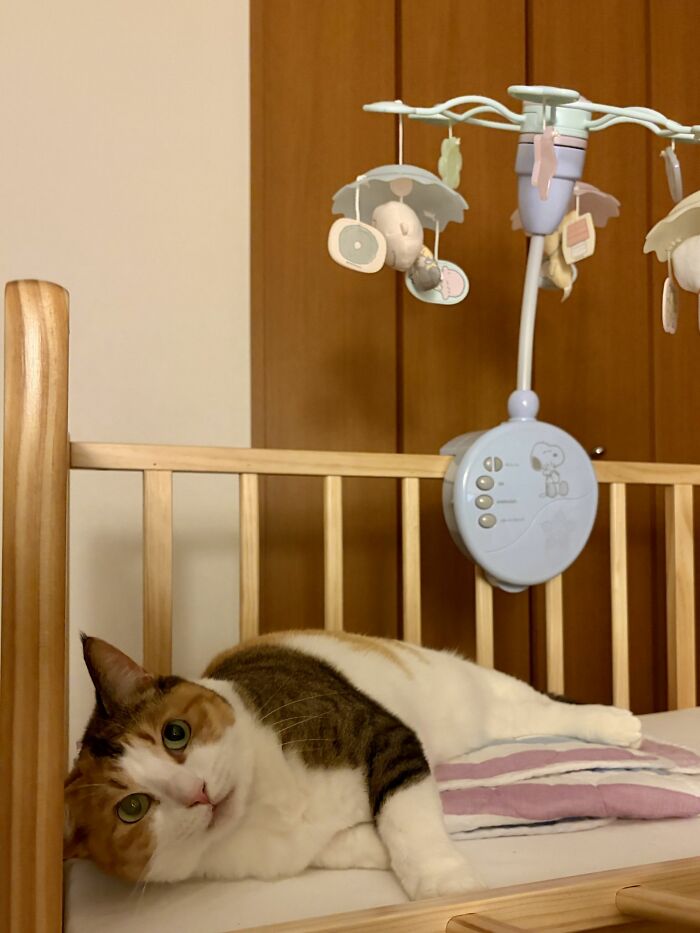 40 Adorable Cat Photos That Are Guaranteed To Melt Your Stress Away (New Pics)