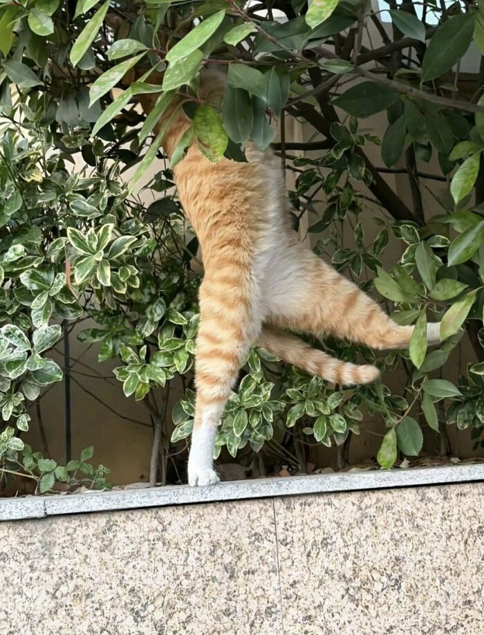 40 Adorable Cat Photos That Are Guaranteed To Melt Your Stress Away (New Pics)