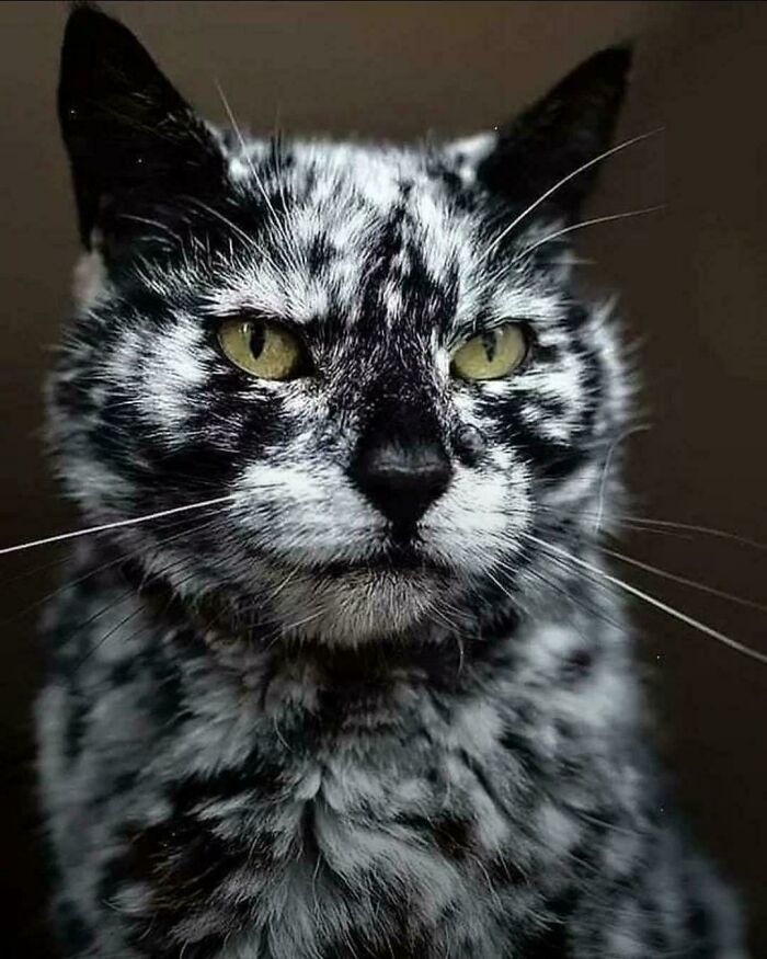 Interesting post featuring a cat with unique black and white marbled fur, a much-needed break from everything.