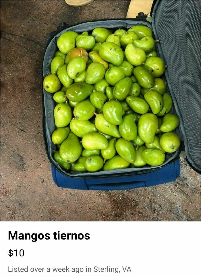Suitcase filled with bizarre green unripe mangos for sale in a wild online listing.