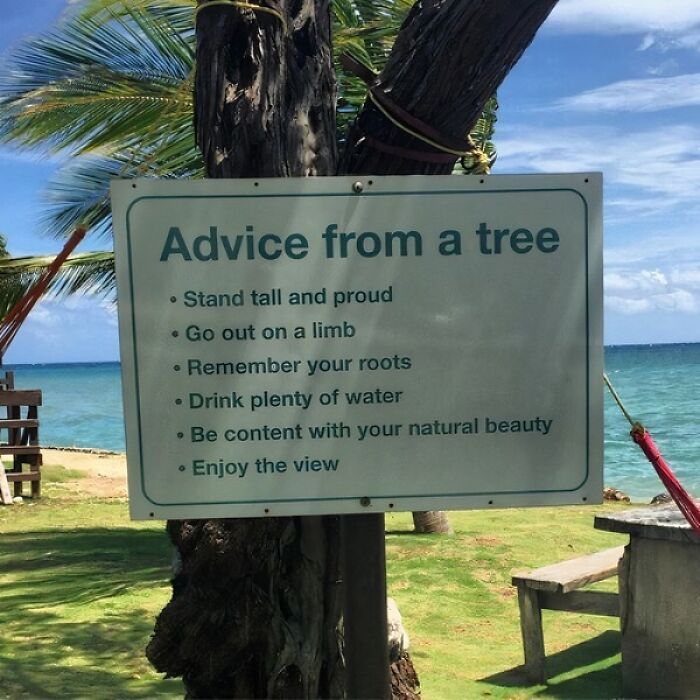 Sign titled advice from a tree with funny pieces of advice displayed near a beach under a blue sky with palm trees.