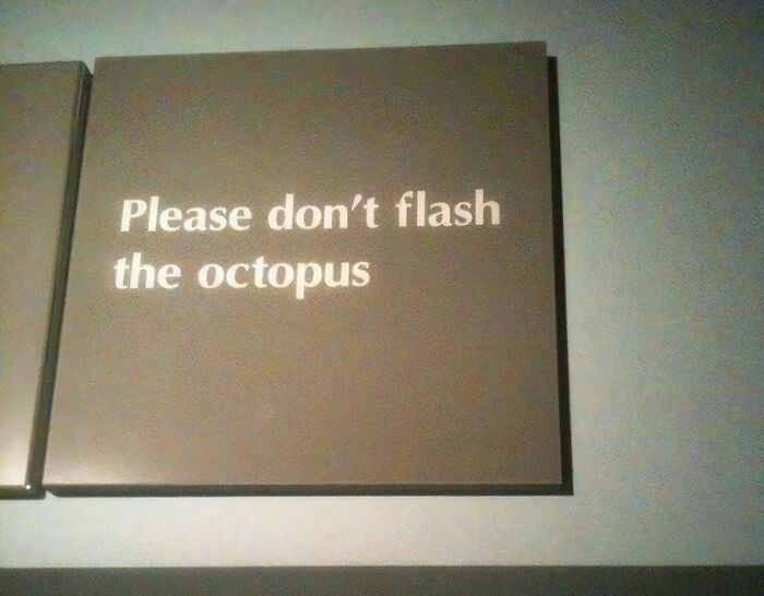 Funny pieces of advice displayed on a wall sign saying please don’t flash the octopus in a simple font.