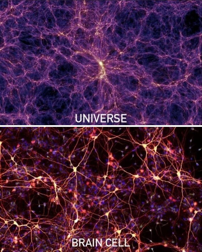 Comparison of universe structure and brain cell network visualizations illustrating how everything is made on different scales.