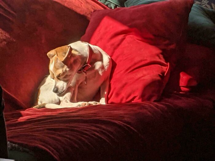 Small dog basking in bright sunlight on a red velvet sofa, capturing an Accidental Renaissance aesthetic.