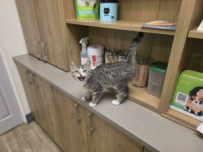 Funny meowing kitten standing on kitchen counter near containers