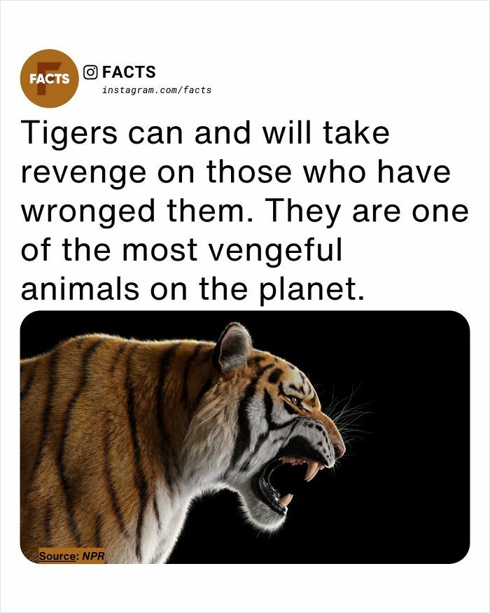 Vengeful tiger snarling aggressively against black background illustrating interesting facts for brain care.