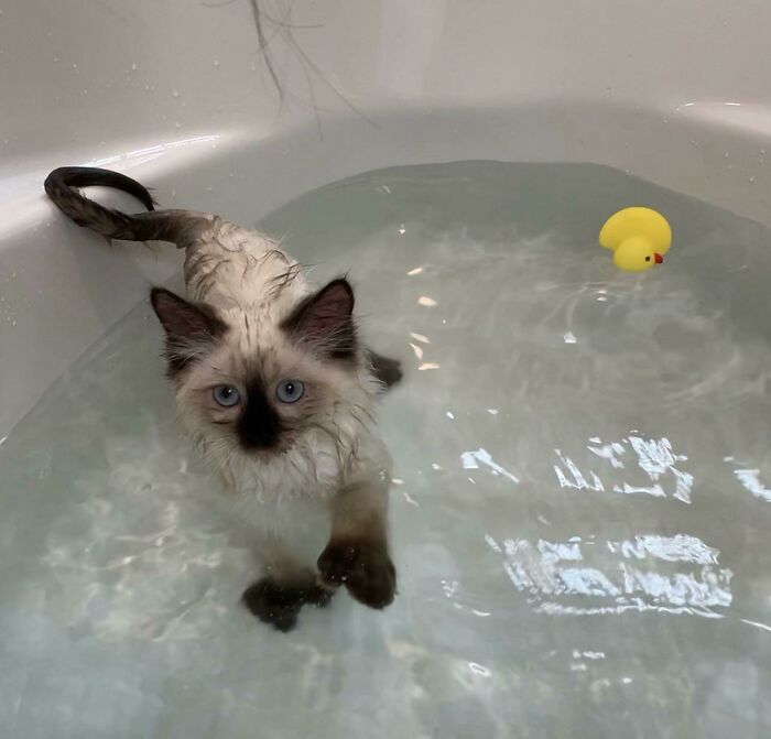 A wet Ragdoll kitten with striking blue eyes in a bathtub with a rubber duck. A hilarious photo of pets in water."