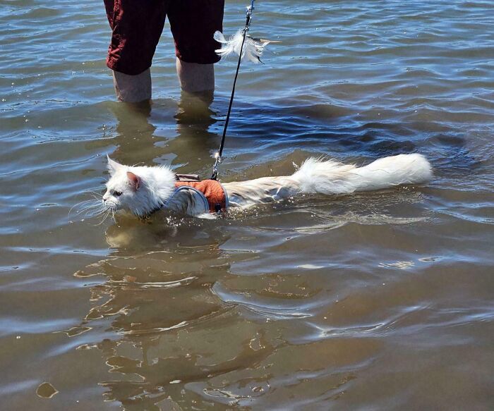 White cat in orange harness submerged in water, looking with a betrayed expression. A hilarious image of pets in water.