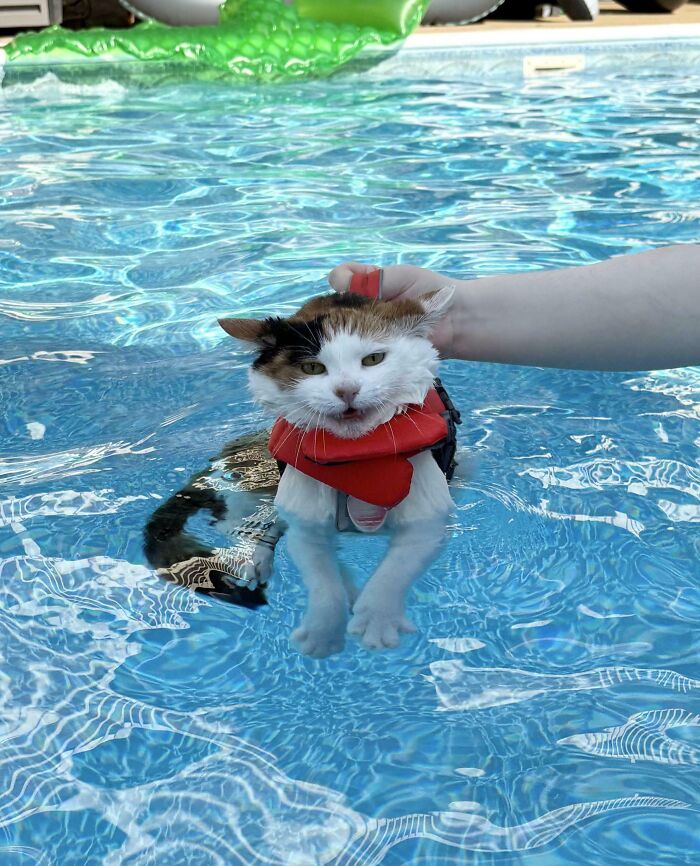 Hilarious photo of a calico cat in a red life vest, held in a pool. Its face perfectly shows the betrayal of pets in water.