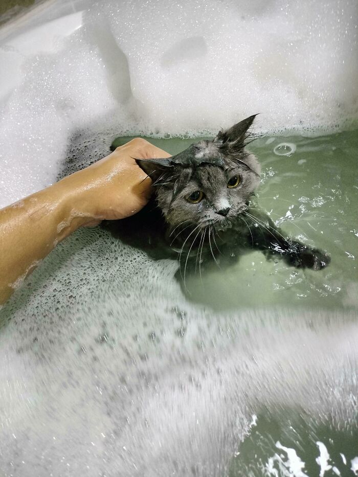 Wet grey cat in bubbly bath water, held by a hand, showing clear betrayal. Hilarious photo of pets in water.