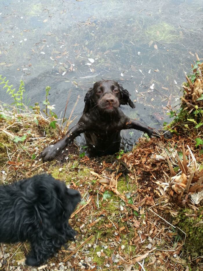 A hilarious brown dog looks betrayed in murky water, paws on the bank. Another dog watches.