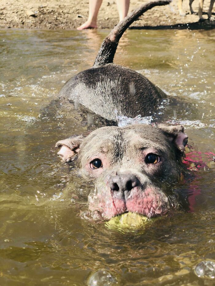 Gray pitbull pet in water, swimming with a tennis ball. Its face is partly submerged, capturing a hilarious pets in water moment.