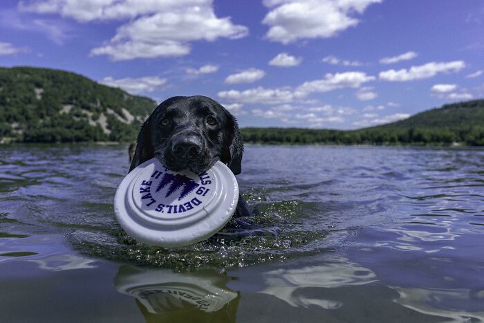 Hilarious photo: black pet dog swimming in water, holding a white frisbee. Blue sky, lake, and hills are in the background.