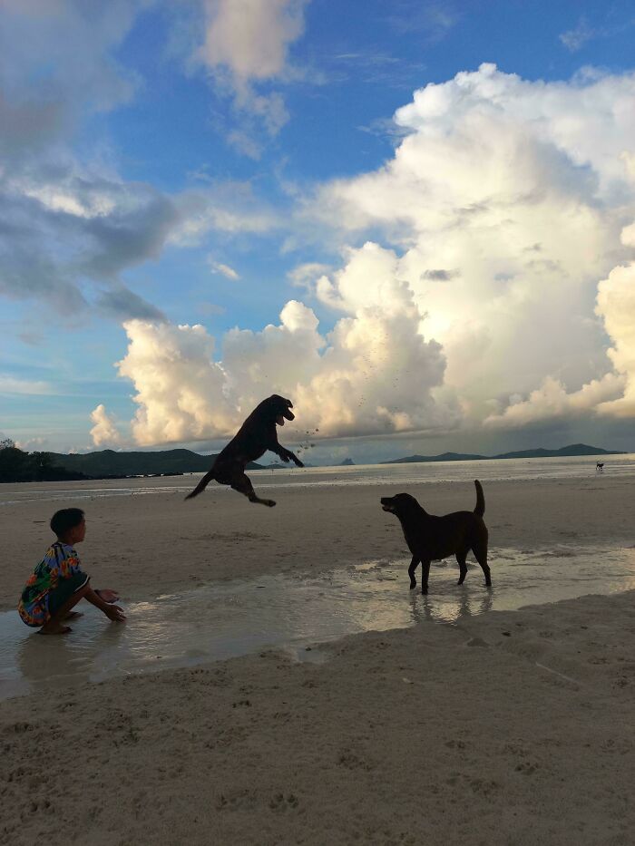A child watches two dogs on a beach; one leaps in water creating a splash. Hilarious pets in water, a moment of betrayal.