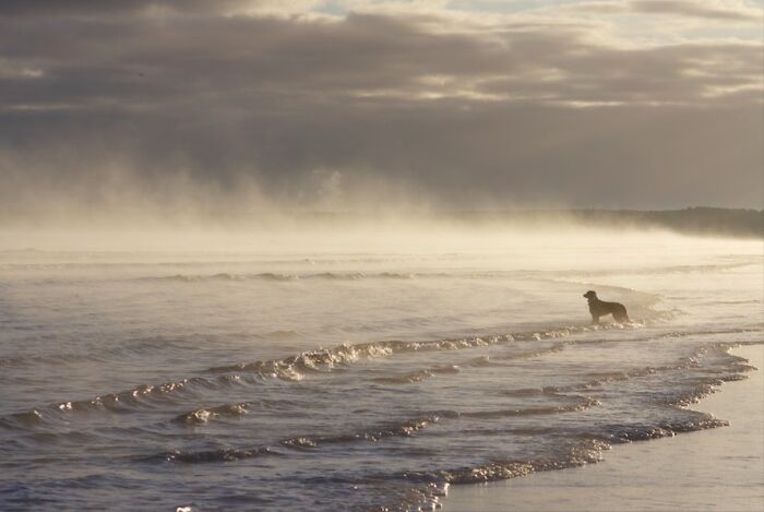 A dog stands silhouetted in misty, shallow water on a beach. A serene scene of pets in water.