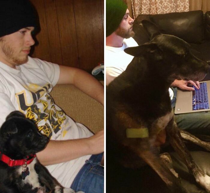 Then and now photos: A man and his pet dog, who grew up together, share a couch.