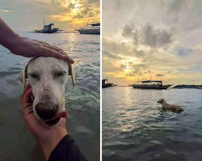 White dog in water being petted, eyes closed, tongue out. Second shot of the pet swimming at sunset with boats. Pets in water.