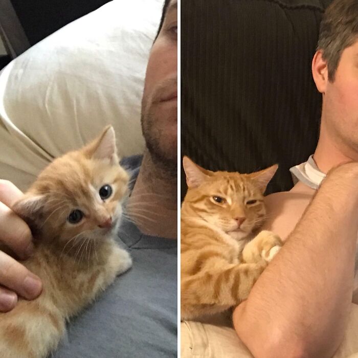 Split image shows an owner with their pet, an orange tabby cat. The left shows the tiny kitten, the right shows the grown cat, nestled on the owner's arm. Pets who have grown up.