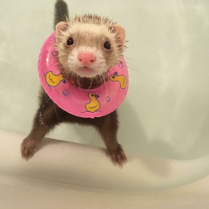 Hilarious photo of a wet ferret in a pink duck swim ring, looking surprised in the water. Great for pets in water.