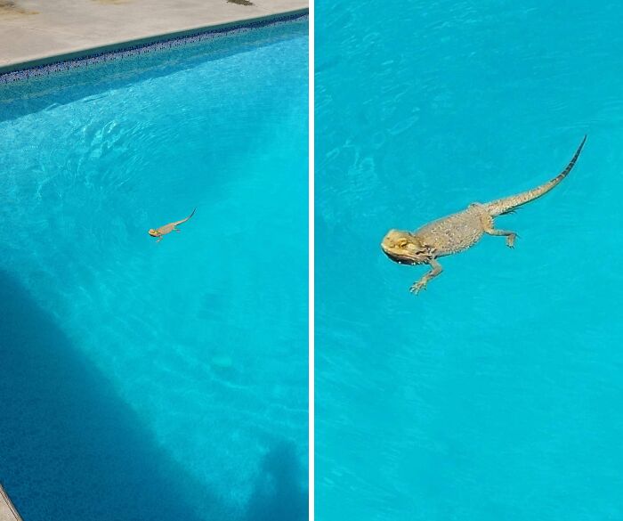 I Left Him Outside For Less Than 2 Minutes And He Decided To Take A Dip In The Pool. I Had To Get In The Pool To Get Him Because He Kept Swimming Around