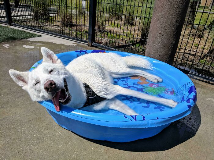 Happy white dog with tongue out, lying in a blue kiddie pool. A hilarious photo of pets in water.