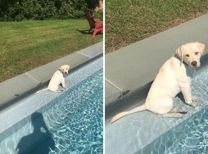 Cute yellow lab puppy, a pet in water, sits on a pool step. The puppy's expression captures a hilarious stage of betrayal.