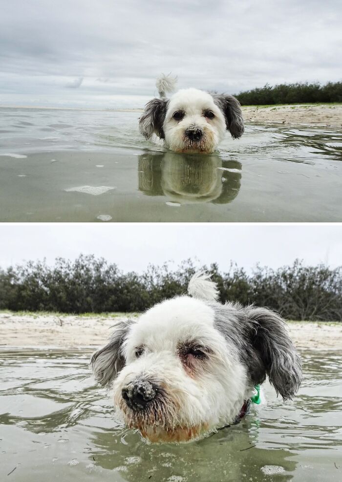 Close-up of a fluffy white and grey dog with wet fur, swimming in water looking a bit resigned, showcasing pets in water betrayal.