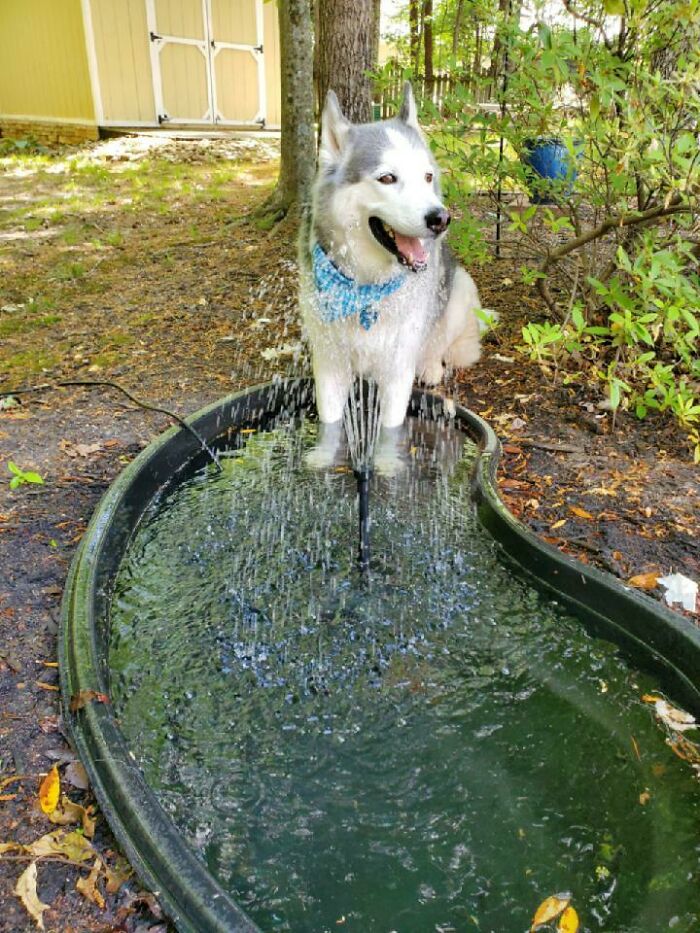 Husky dog with blue bandana stands in a water fountain. A hilarious pet in water moment, capturing a stage of betrayal.