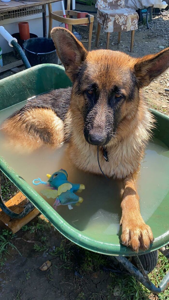 Hilarious photo of a German Shepherd pet in water, sitting in a wheelbarrow with a look of betrayal.