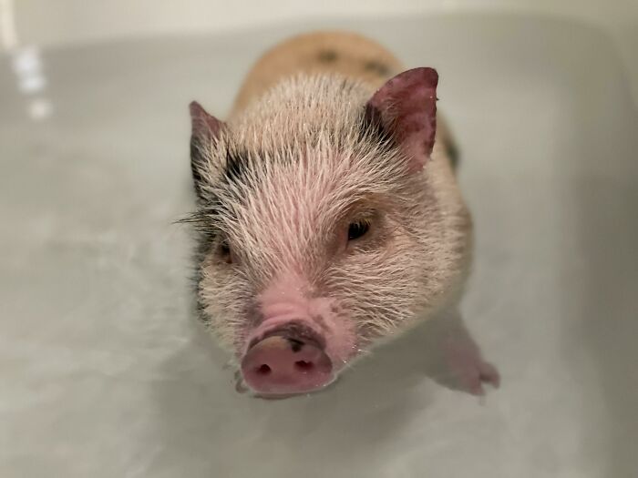 A wet piglet with pink snout and spotted fur floats in water, looking directly at the camera. Hilarious pets in water.