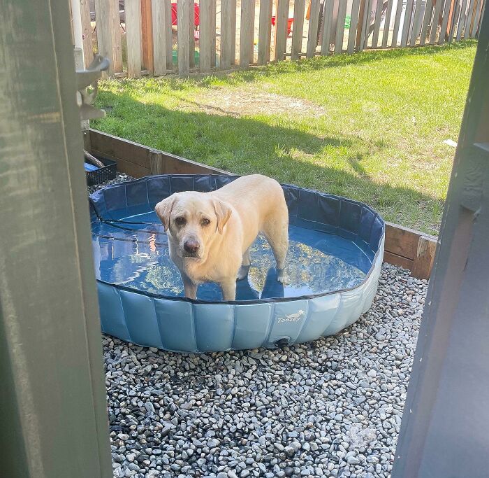 Yellow lab in a blue kiddie pool with water, looking at the camera with a subtle expression of betrayal. Pets in water.