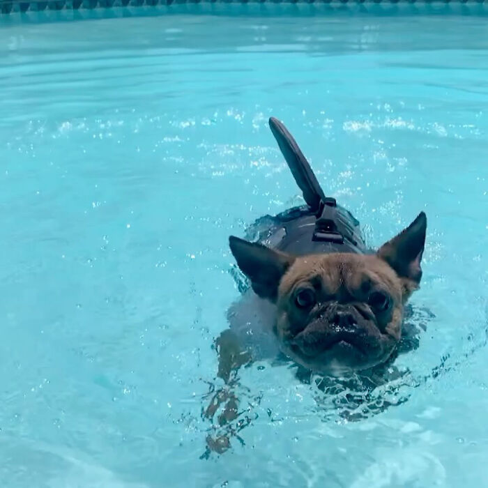 Hilarious French Bulldog pet in water, swimming with a vest, looking betrayed in a pool.