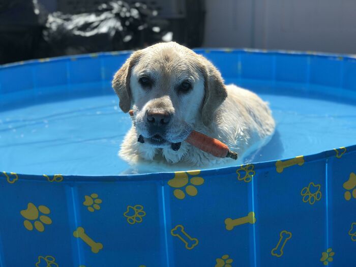 Wet dog in a blue pool with a carrot in its mouth, giving a look of playful betrayal. A hilarious photo of pets in water.