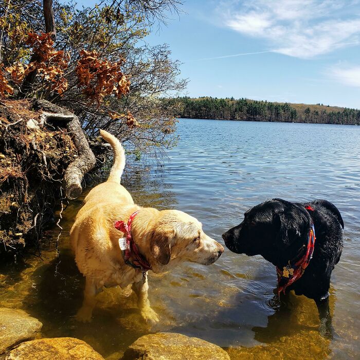 Yellow and black labs nose-to-nose in lake. A hilarious pets in water moment with two dogs.