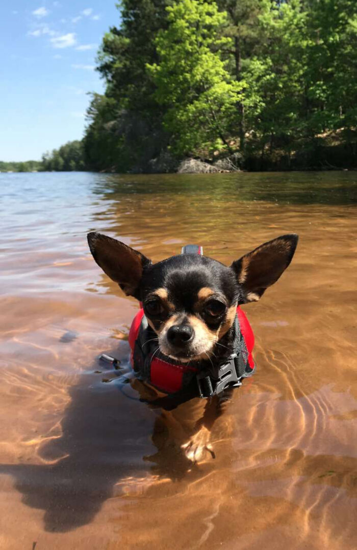 Black Chihuahua in red life vest, looking betrayed in shallow lake water. A hilarious pet in water.