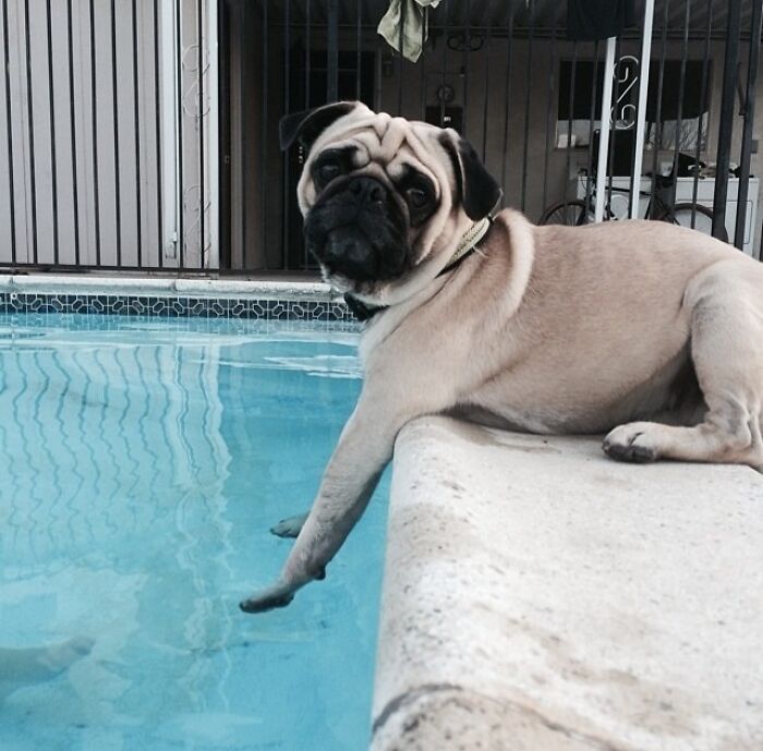 Fawn pug dog sits at a pool's edge, one paw in the water, looking at the camera with a betrayed expression. Hilarious pet in water.