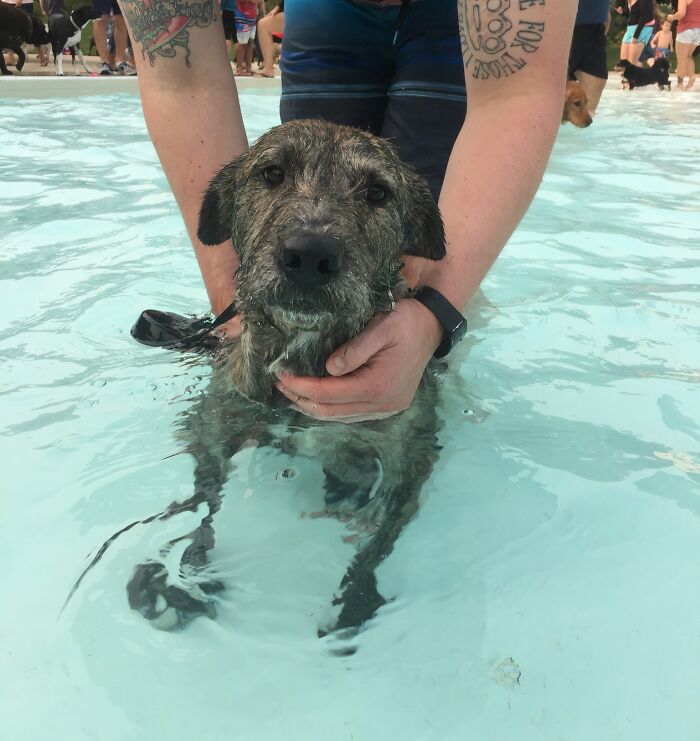 A person holds a wet, shaggy dog in light blue pool water. The dog's expression fits hilarious photos of pets in water.