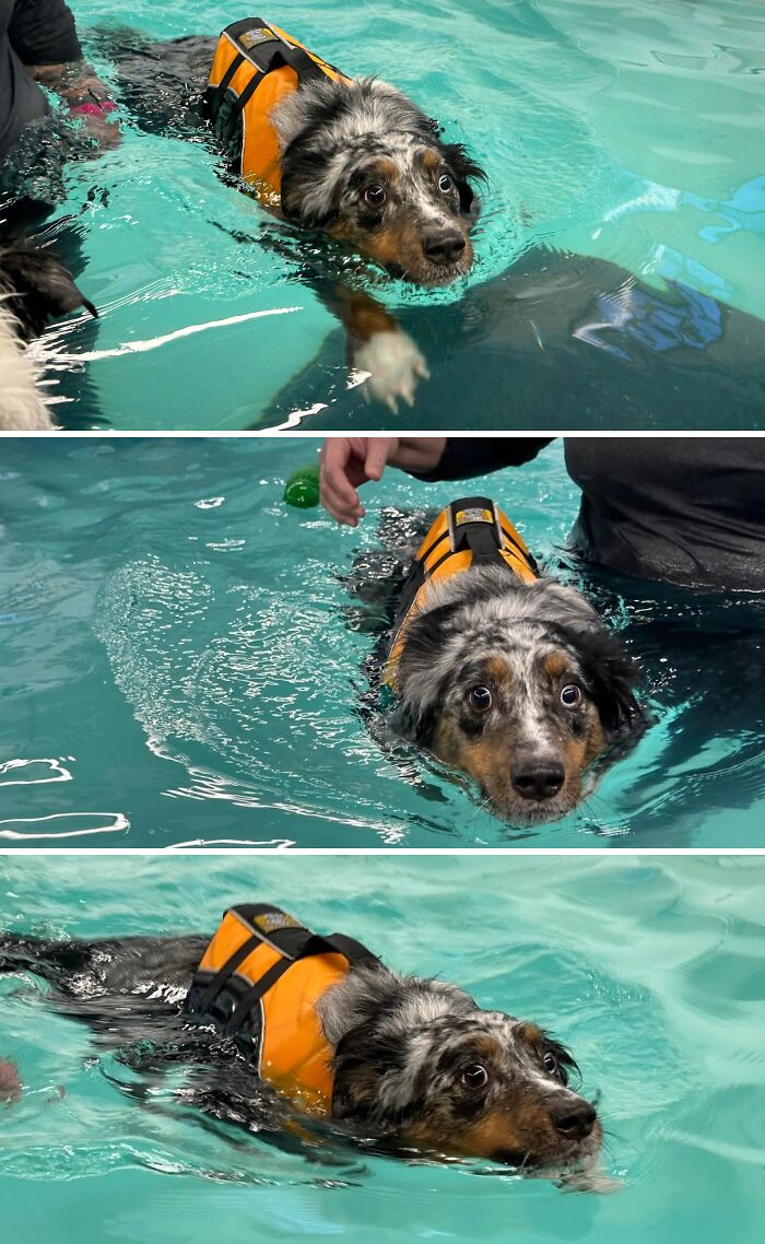 Merle dog with orange life vest swimming in pool. Its wide, anxious eyes capture funny moments of pets in water.