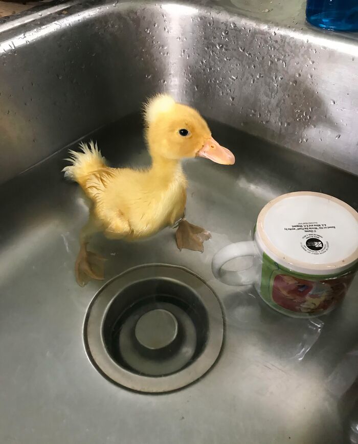 Hilarious photo of a fluffy yellow duckling, a pet in water, swimming in a metal sink next to a mug.