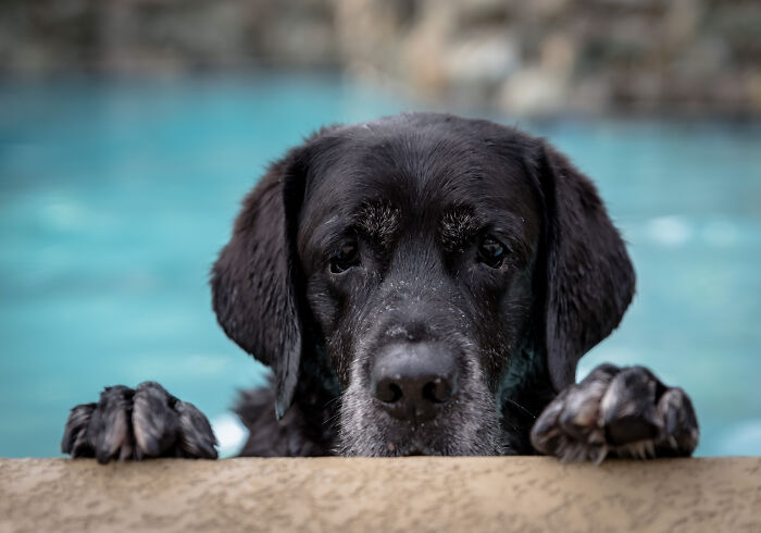 Wet black dog with a betrayed expression, holding a pool edge. A hilarious photo capturing pets in water.